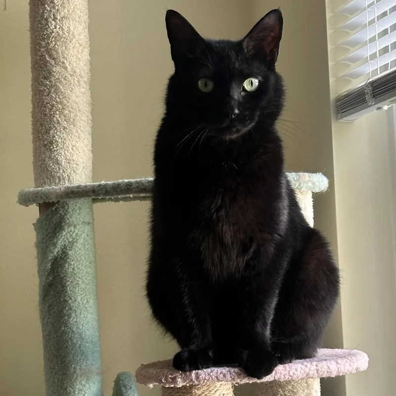 A young small-sized female Black Domestic Short Hair cat named Daisy Cat for adoption in Chapel Hill, NC