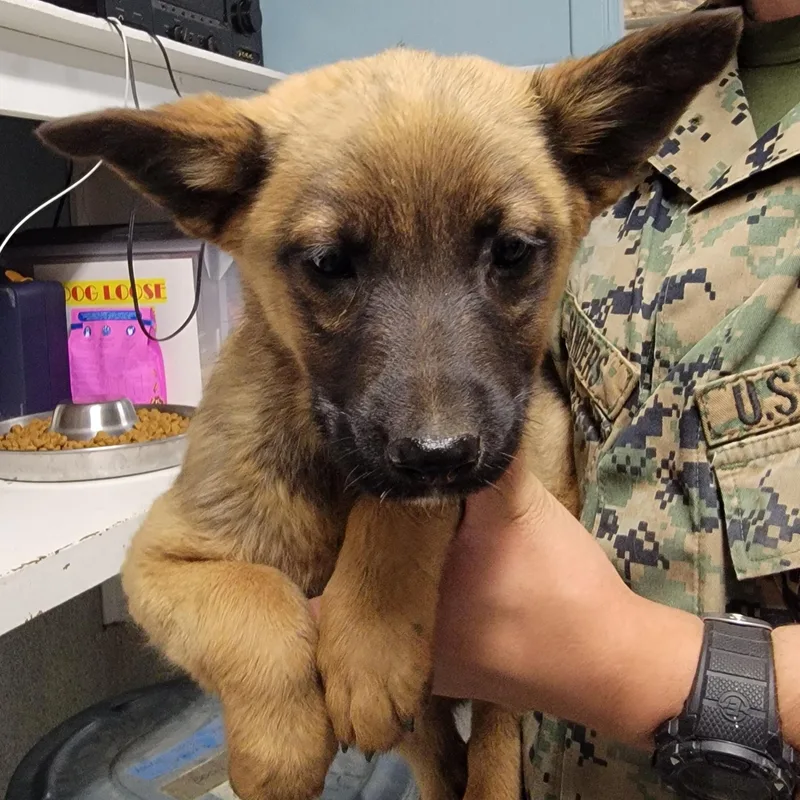 A baby medium-sized male Golden Shepherd dog named Dewey for adoption in Camp Pendleton, CA
