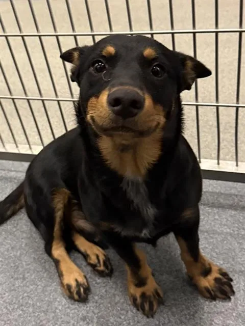 A young small-sized male Dachshund dog named Marley for adoption in Dallas, TX