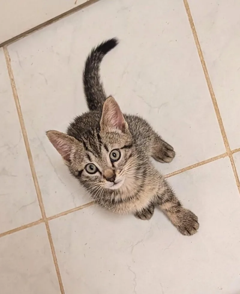 A baby small-sized male Tabby (Brown / Chocolate) Domestic Short Hair cat named Ozzy Osbourne for adoption in Lake Wylie, SC