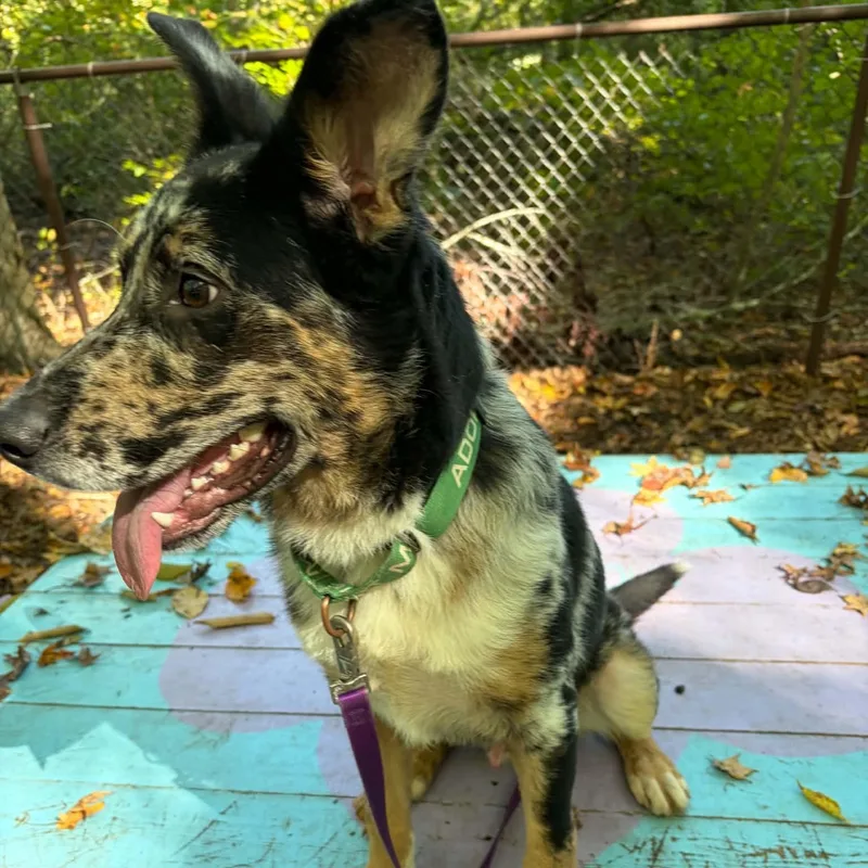 A young medium-sized male Australian Cattle Dog / Blue Heeler dog named Dusty Bottoms for adoption in Sunderland, MD