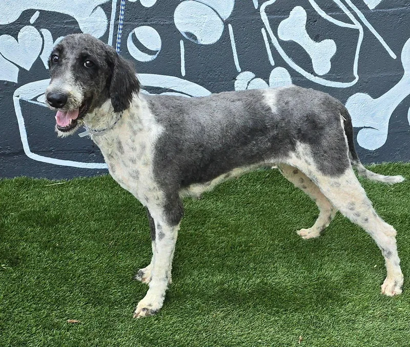 A young medium-sized female Gray / Blue / Silver Standard Poodle dog named Caladium for adoption in Newport, TN