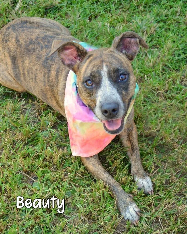 An adult medium-sized female Hound dog named Beauty for adoption in Gautier, MS