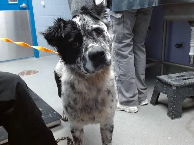A young medium-sized male Australian Shepherd dog named Bob for adoption in Albuquerque, NM