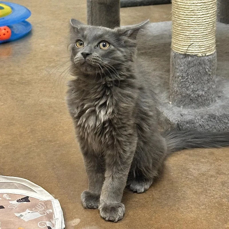 A baby small-sized male Gray / Blue / Silver Domestic Short Hair cat named Slate for adoption in Las Vegas, NV
