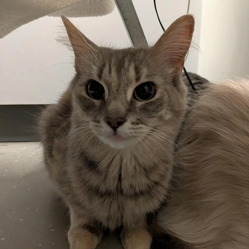 Mittens