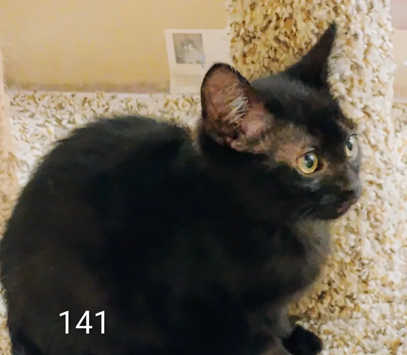 A baby medium-sized male Black Domestic Short Hair cat named 141 for adoption in Williamsburg, VA