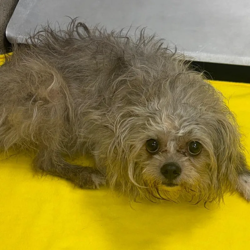 An adult small-sized female Gray / Blue / Silver Wirehaired Terrier dog named Moppett for adoption in Nashville, TN