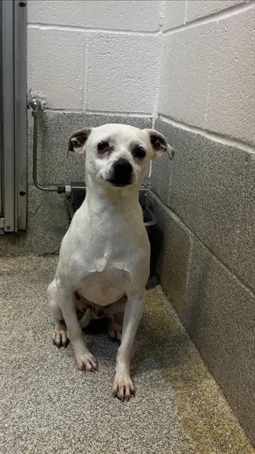 A young small-sized male Chihuahua dog named Zeke for adoption in Statesville, NC