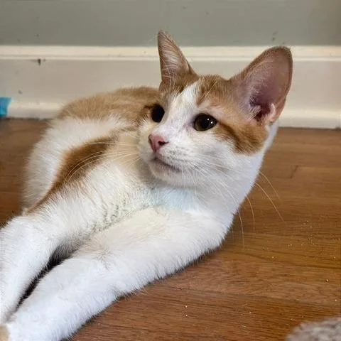 A young medium-sized female Orange / Red Domestic Short Hair cat named Slush for adoption in Gibsonia, PA