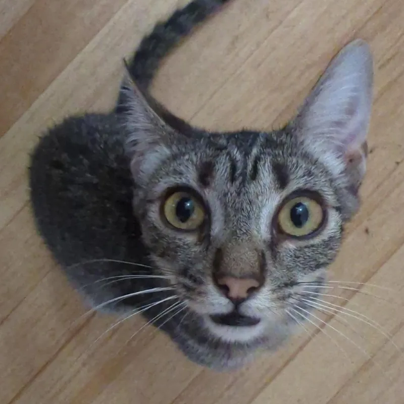 A baby small-sized male Brown / Chocolate Domestic Short Hair cat named Gilligan for adoption in Long Beach, CA