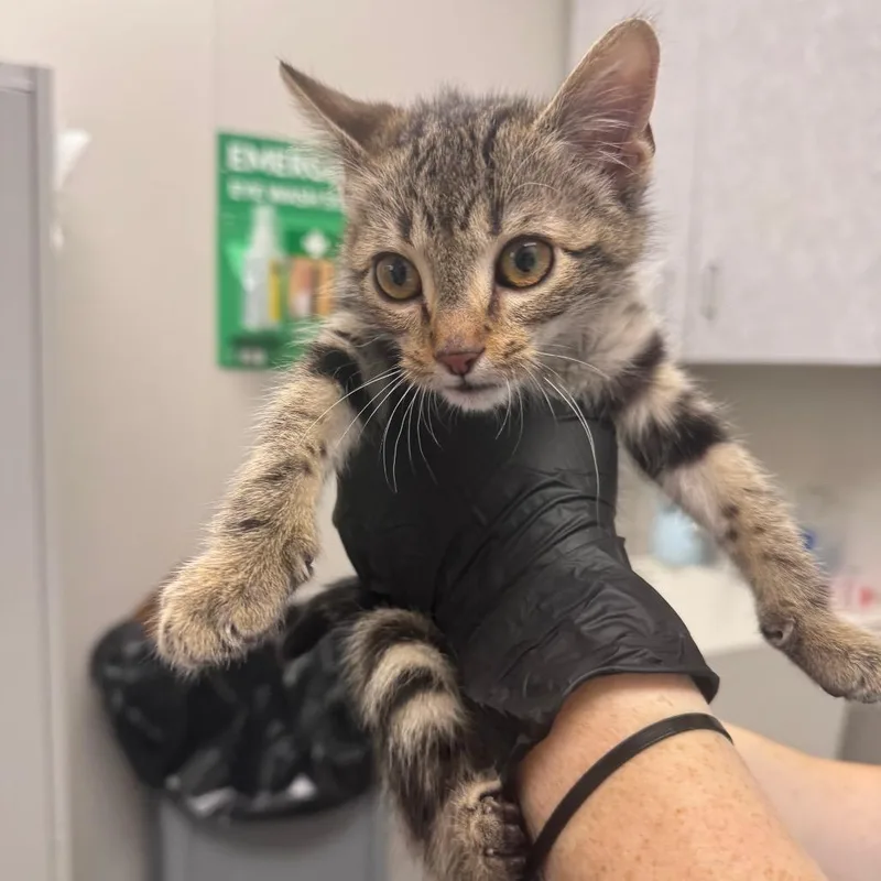 A baby small-sized female Brown / Chocolate Domestic Short Hair cat named Fletcher for adoption in Columbiana, AL