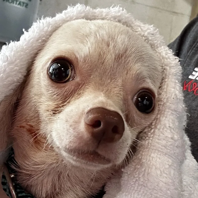 An adult small-sized female White / Cream Mixed Breed dog named Leslie for adoption in Leander, TX