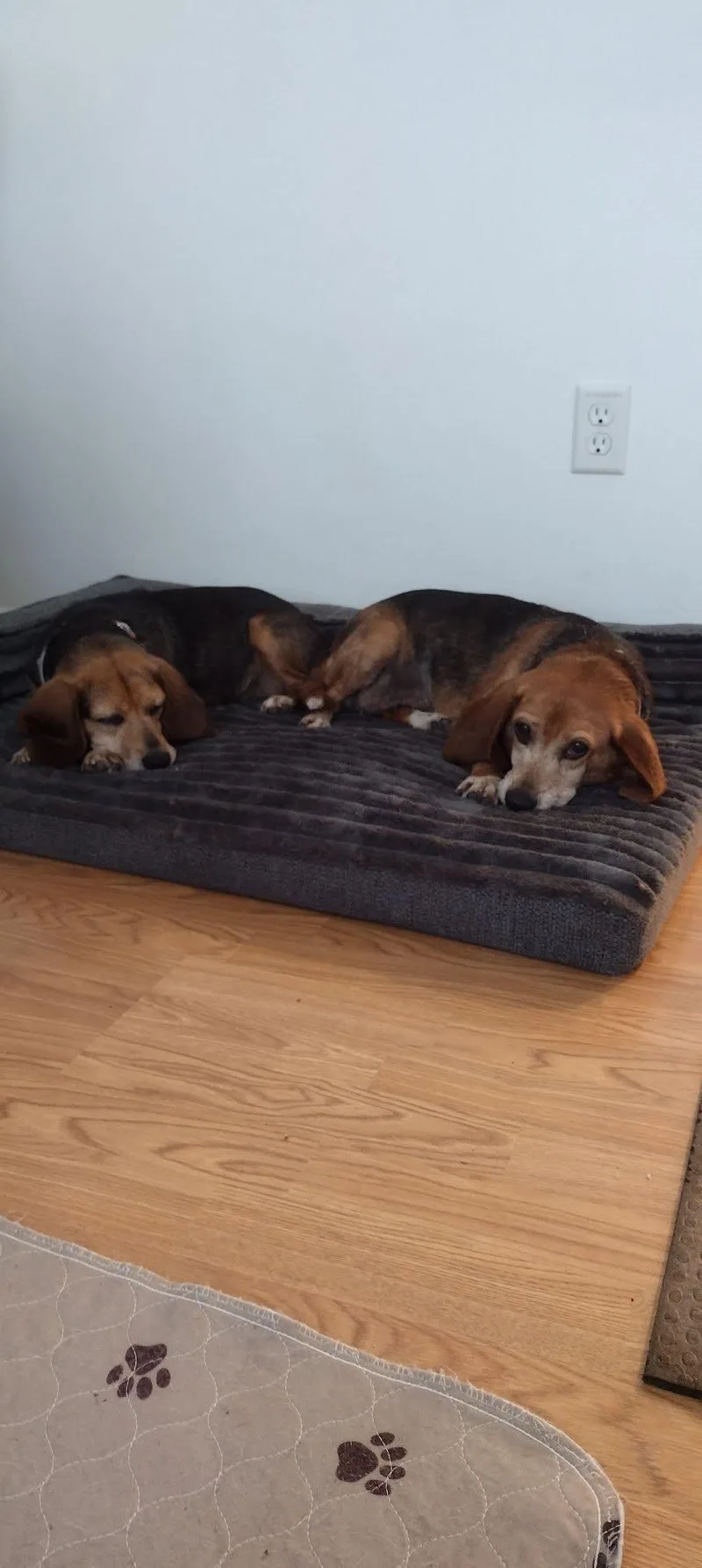A senior small-sized female Beagle dog named Dolly and Molly for adoption in Lockport, NY