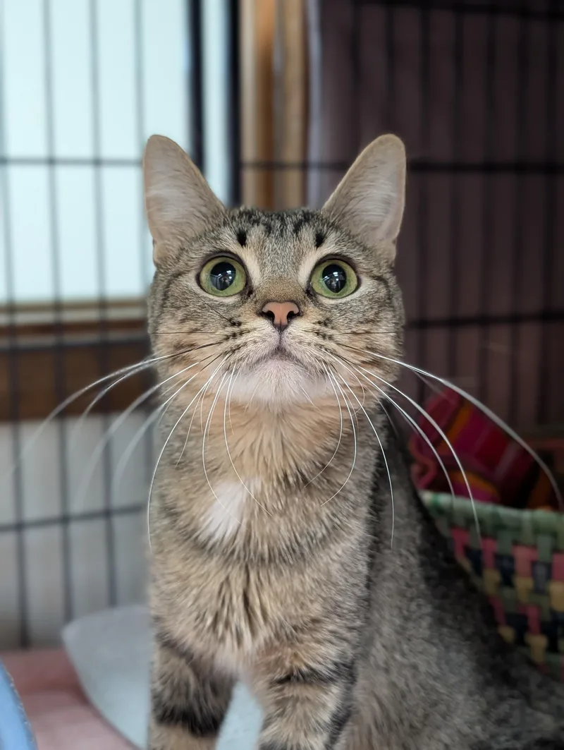 An adult small-sized female Tabby (Brown / Chocolate) Domestic Short Hair cat named Kc for adoption in Decatur, IL