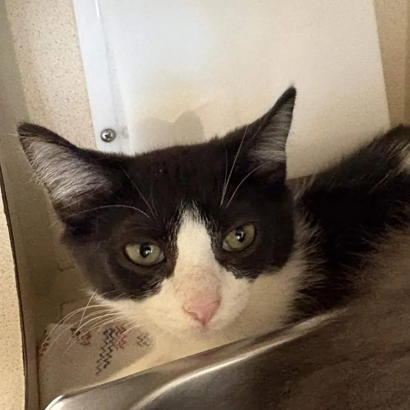 A baby small-sized male Black Domestic Short Hair cat named Tyland for adoption in Gloucester, VA