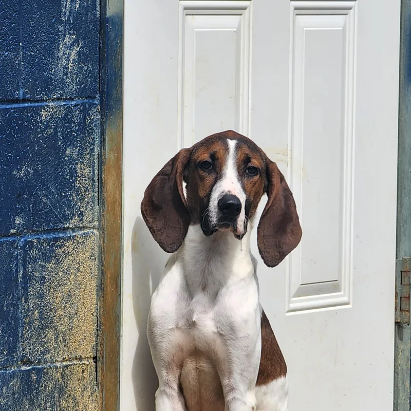 A young medium-sized male Treeing Walker Coonhound dog named Vinnie for adoption in Chuckey, TN