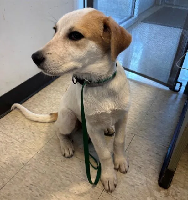 A baby large-sized female Pointer dog named Amerie A for adoption in Plano, TX