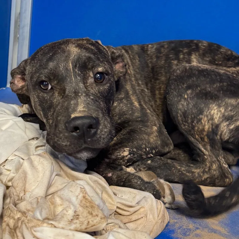 A baby medium-sized male Brindle Mixed Breed dog named Hunter for adoption in Las Cruces, NM