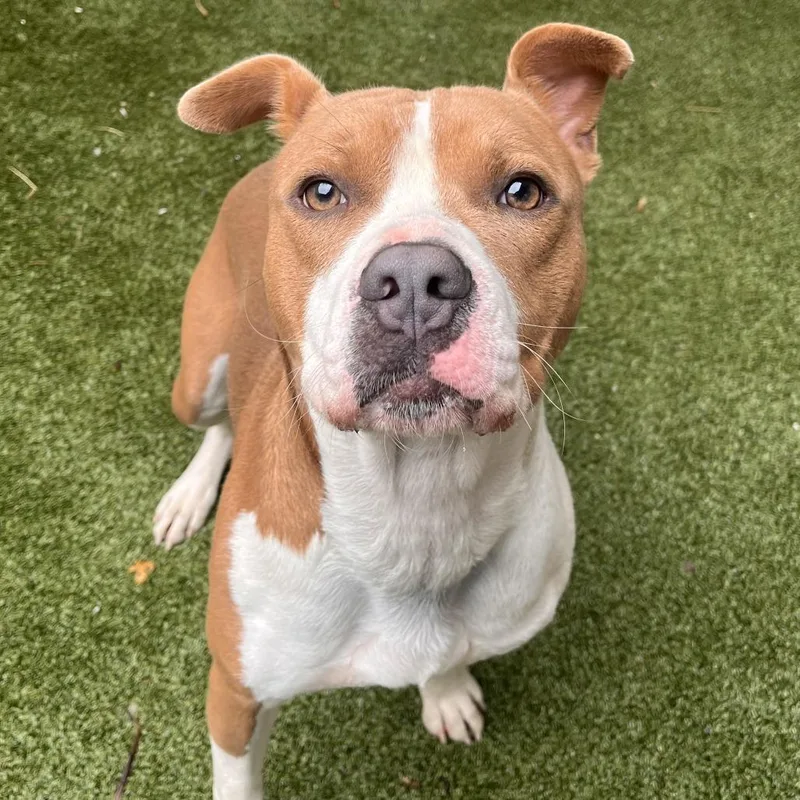 An adult medium-sized male Mixed Breed dog named Chester for adoption in Fairport, NY