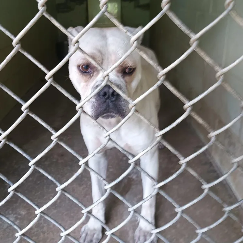 A young medium-sized male White / Cream Mixed Breed dog named Flash for adoption in Valley, AL