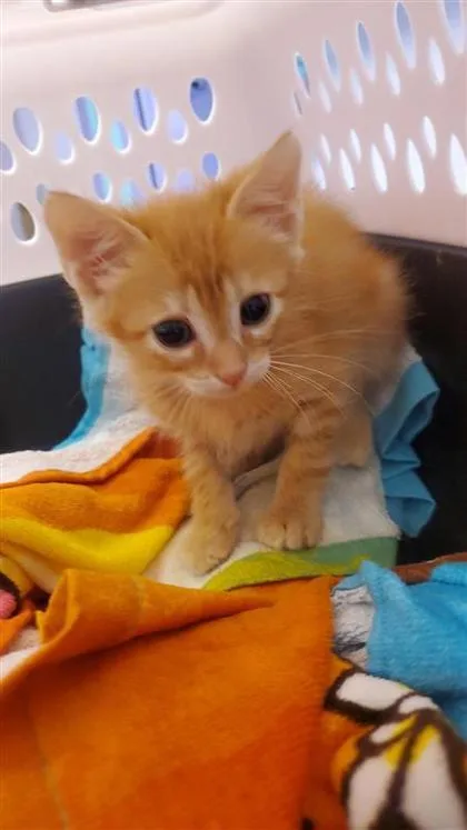 A baby small-sized male Orange / Red Domestic Short Hair cat named 61411221 for adoption in El Paso, TX