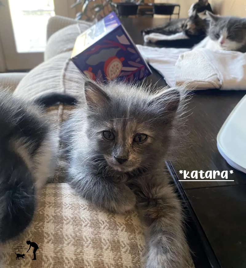 Katara
