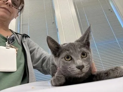 A young medium-sized female Domestic Short Hair cat named Kiki for adoption in Lafayette, IN