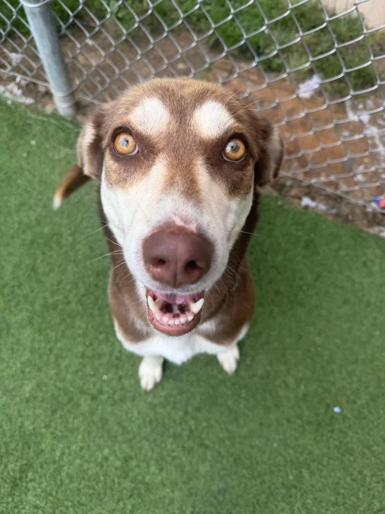 An adult medium-sized female Hound dog named Carmen for adoption in New Kensington, PA