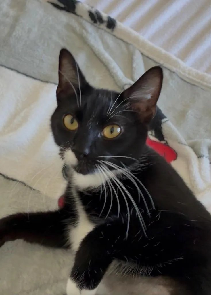 A young medium-sized female Domestic Short Hair cat named Oreo for adoption in Sebastian, FL