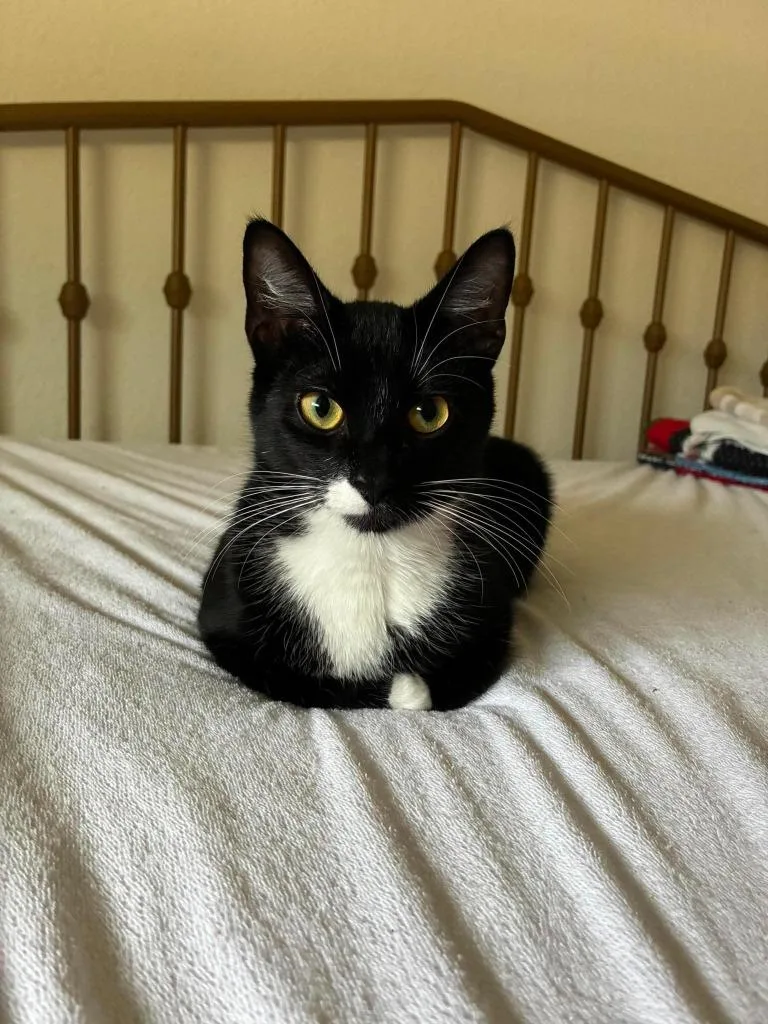 Oreo thumbnail 3