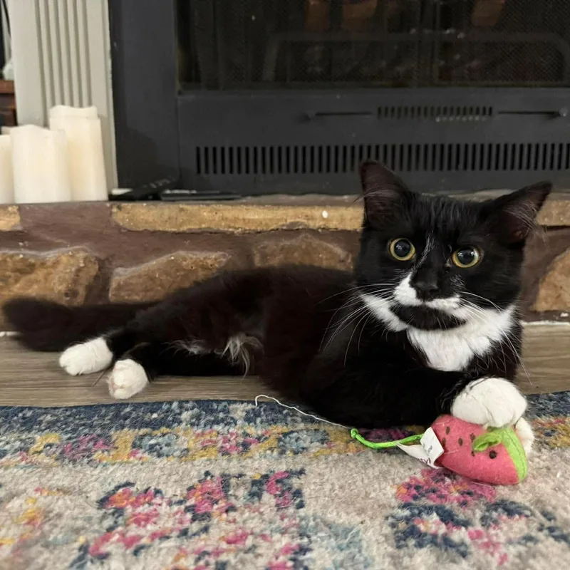 A baby medium-sized female Black & White / Tuxedo Domestic Medium Hair cat named Jane for adoption in Fort Oglethorpe, GA
