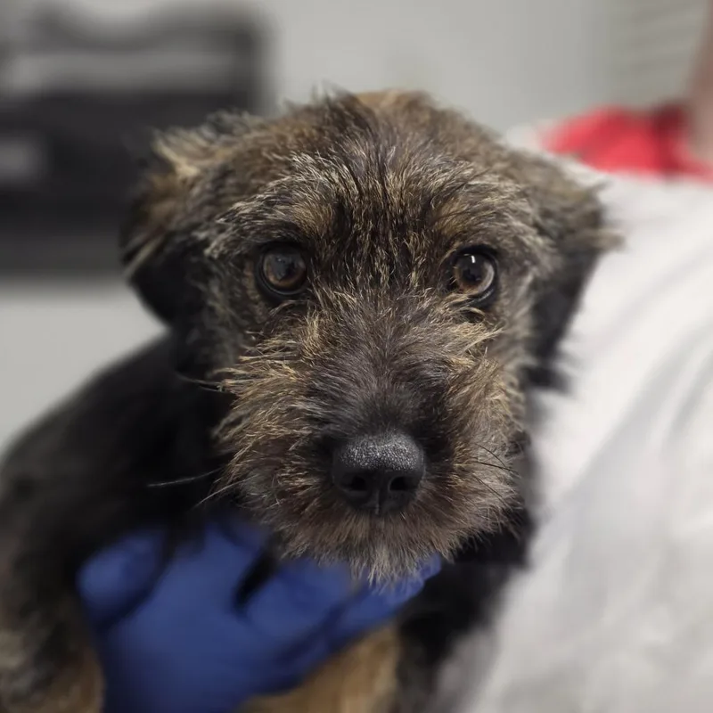 A baby small-sized male Black Mixed Breed dog named Brave for adoption in Troy, IL