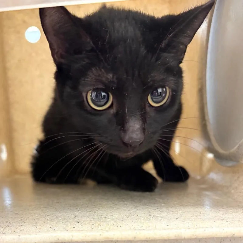 An adult medium-sized female Black Domestic Short Hair cat named Zoe for adoption in Philadelphia, PA
