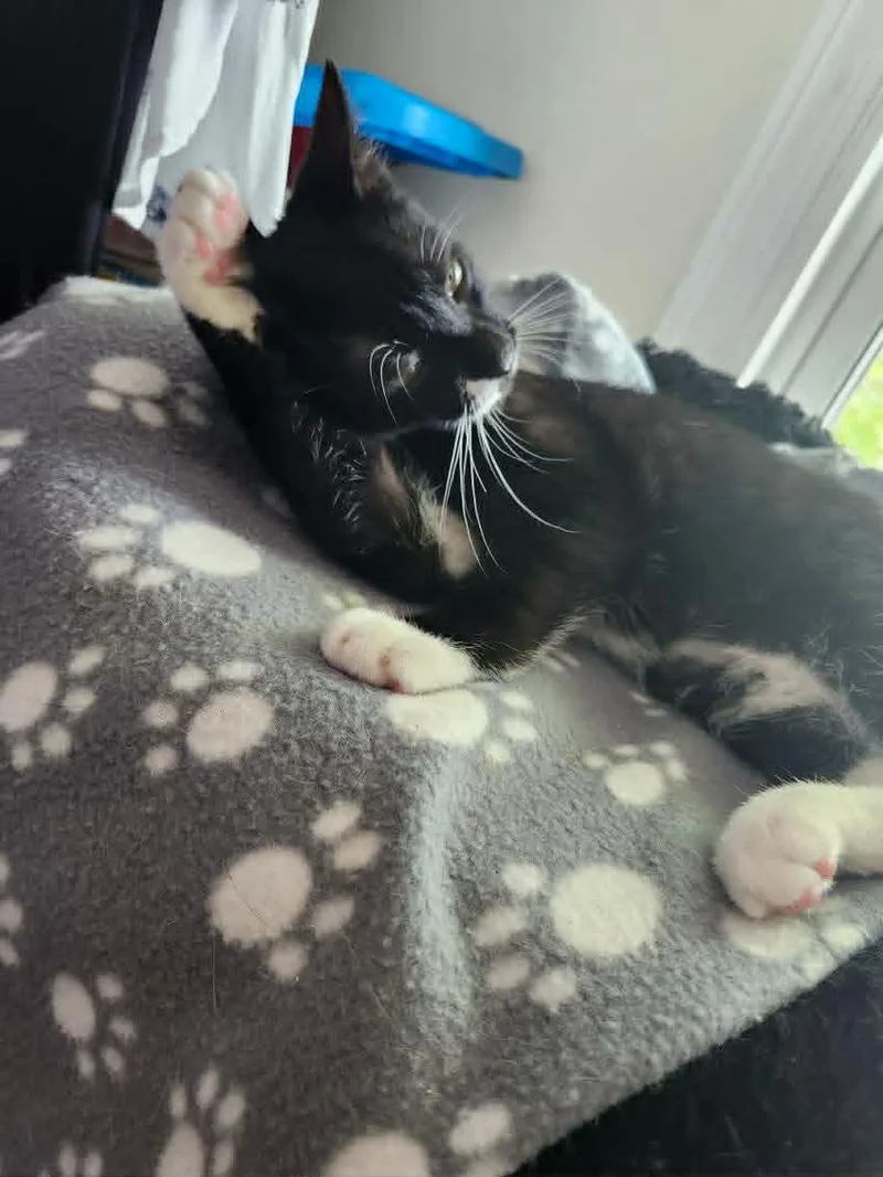 A young small-sized female Black & White / Tuxedo Domestic Short Hair cat named Emmie for adoption in Staten Island, NY