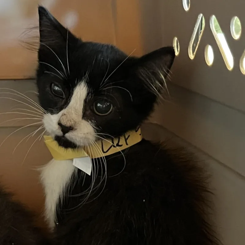 A young medium-sized female Black Domestic Short Hair cat named Teagan FKA LKF for adoption in Leander, TX