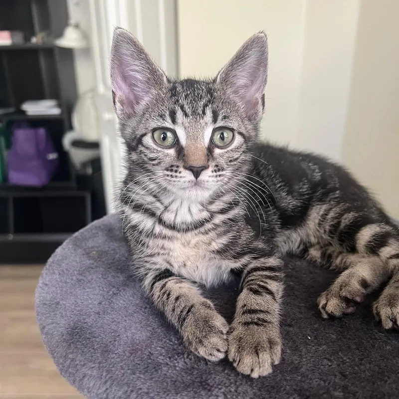 A baby small-sized male Gray / Blue / Silver Domestic Short Hair cat named Dunderfluff for adoption in Hamburg, NY