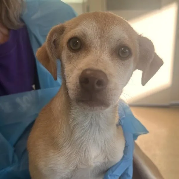 A baby medium-sized male Terrier dog named Pita for adoption in Walnut Creek, CA