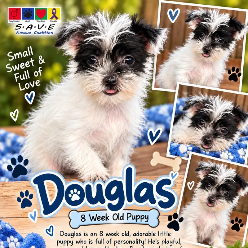 A baby small-sized male Brown / Chocolate Terrier dog named Douglas for adoption in Santa Fe, TX