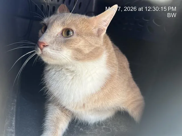 An adult large-sized female Domestic Short Hair cat named Alley for adoption in Ocala, FL