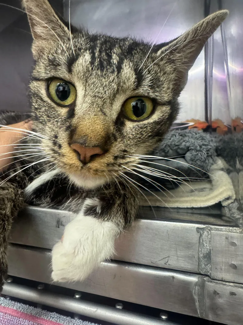 Tiramisu thumbnail 2