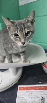 A baby small-sized female Domestic Short Hair cat named Charlotte for adoption in Paducah, KY