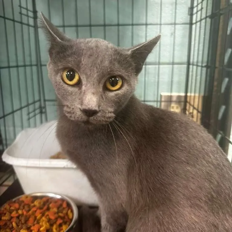 An adult medium-sized female Gray / Blue / Silver Domestic Medium Hair cat named Theodosia for adoption in Gadsden, AL