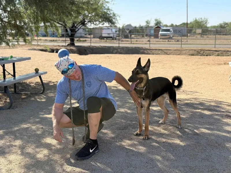 A young large-sized female German Shepherd Dog dog named Elcair for adoption in Glendale, AZ