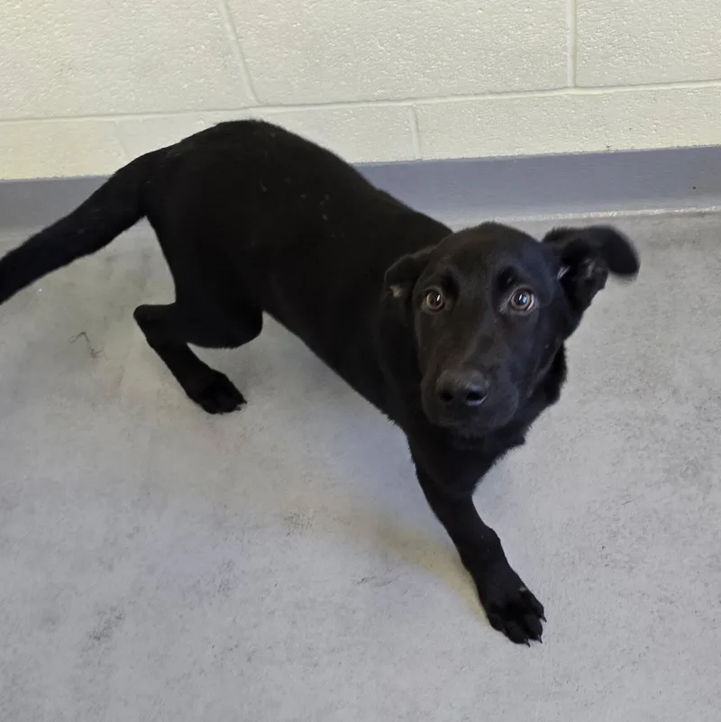 A young large-sized male Black Labrador Retriever dog named Nelson for adoption in Glasgow, KY