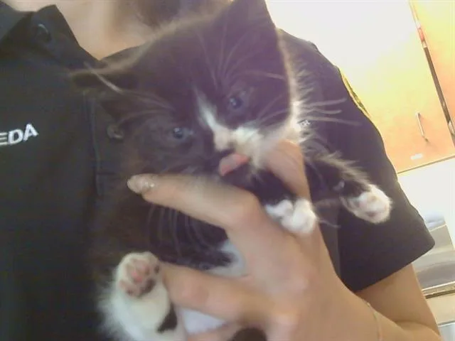 A baby small-sized male Domestic Short Hair cat named Mowjli for adoption in Sacramento, CA
