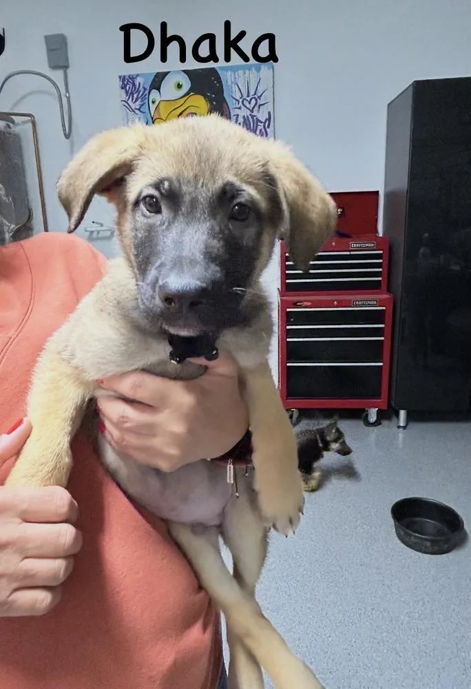 Worldwide Woofs Litter  thumbnail 2