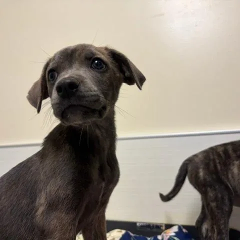 A baby small-sized female Gray / Blue / Silver Mixed Breed dog named Pickles for adoption in Novelty, OH
