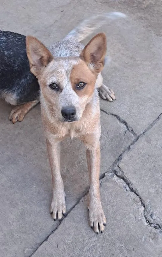 A young medium-sized female Australian Cattle Dog / Blue Heeler dog named Telly for adoption in Las Vegas, NV
