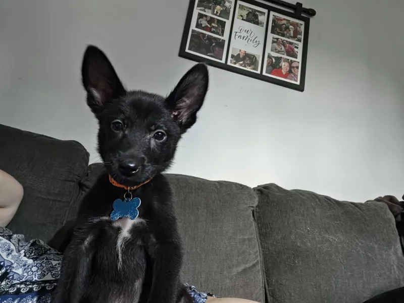 Thor